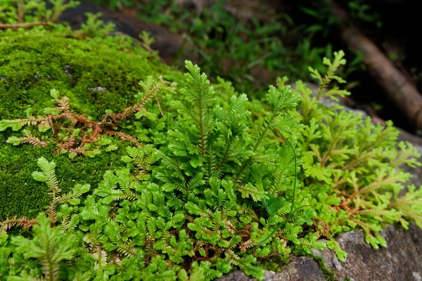 Primer Plano Frescura Selaginella Involucra Helecho Pequeñas Hojas Helecho Creciendo — Foto de Stock