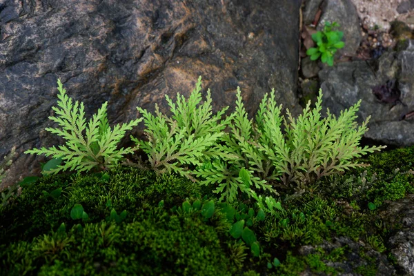 Close Freshness Selaginella Involvens Fern Small Fern Leaves Growing Rain — Stock Photo, Image