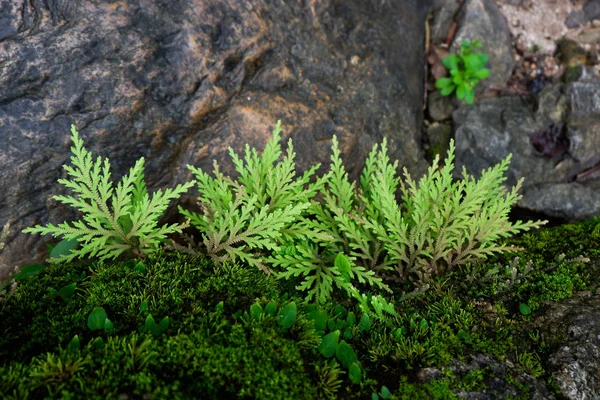 Detail Čerstvosti Selaginella Involvens Fern Malé Kapradina Listy Rostoucí Deštném — Stock fotografie