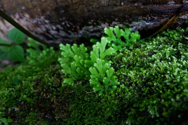 Close Frescura Selaginella Envolve Samambaia Pequenas Folhas Samambaia Crescendo Floresta — Fotografia de Stock