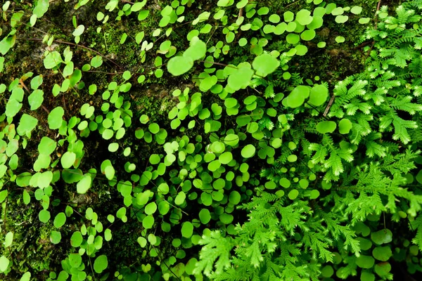 Samambaia Maidenhair Asplenium Thunbergii Kuntze Fundo Vegetal — Fotografia de Stock