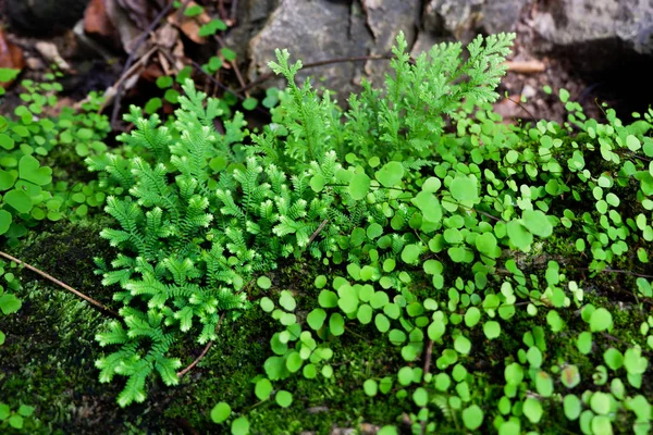 Primer Plano Frescura Selaginella Involucra Helecho Pequeñas Hojas Helecho Creciendo — Foto de Stock