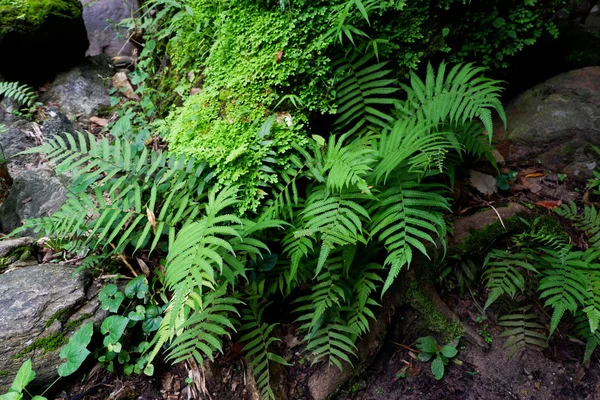 Close-up tazelik Selaginella involvens fern, yağmur ormanında büyüyen küçük eğreltiotu yaprakları