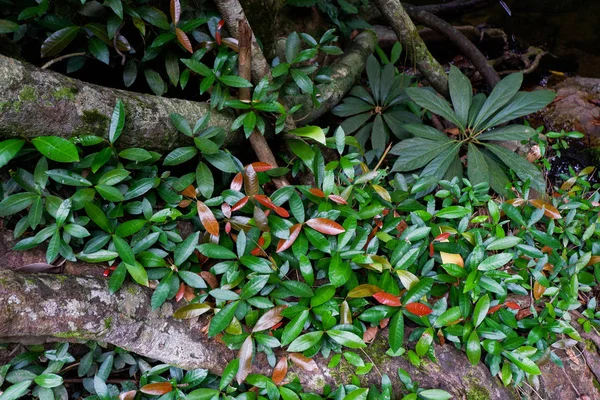 Las Raíces Del Árbol Del Contrafuerte Exuberante Follaje Selva Tropical —  Fotos de Stock
