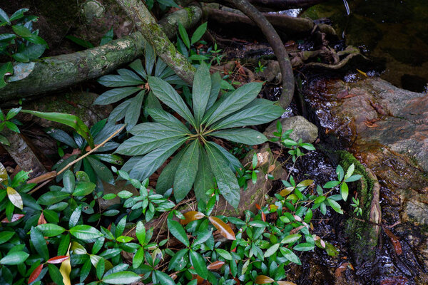 Buttress tree roots and lush foliage in rainforest Thailand