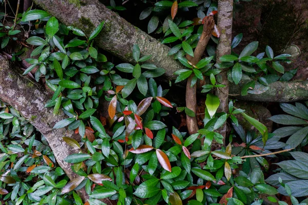 Akar Pohon Mentega Dan Dedaunan Lebat Hutan Hujan Thailand — Stok Foto