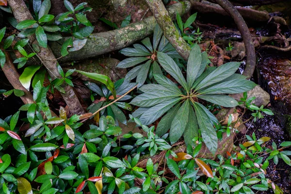 Las Raíces Del Árbol Del Contrafuerte Exuberante Follaje Selva Tropical — Foto de Stock