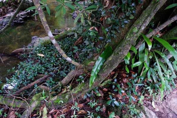 Buttress Tree Roots Lush Foliage Rainforest Thailand — Stock Photo, Image