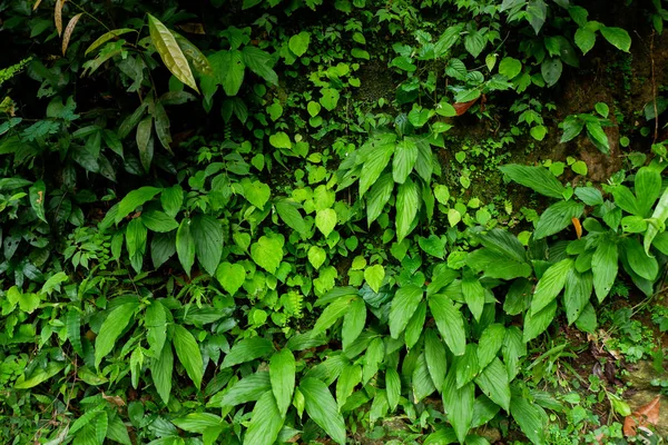 Ağaç kökleri ve yağmur ormanlarında Tayland yemyeşil bitki örtüsü desteklemek