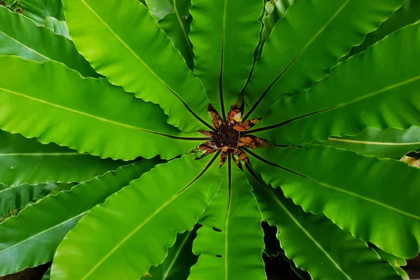 花园燕窝蕨类植物 — 图库照片