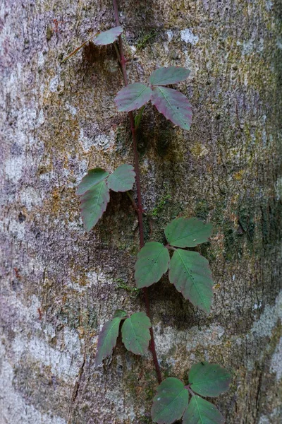 Закрыть Зеленые Листья Плюща Сухой Коре — стоковое фото