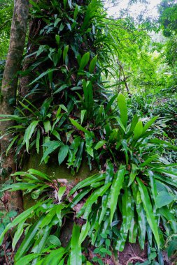 Fern yağmur ormanlarında ağaç üzerinde