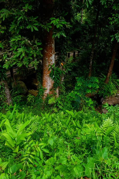 Fern Fält Skogen — Stockfoto