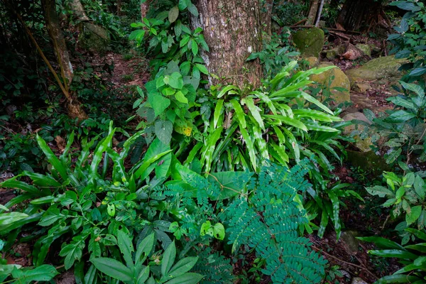 Helecho Árbol Selva Tropical —  Fotos de Stock