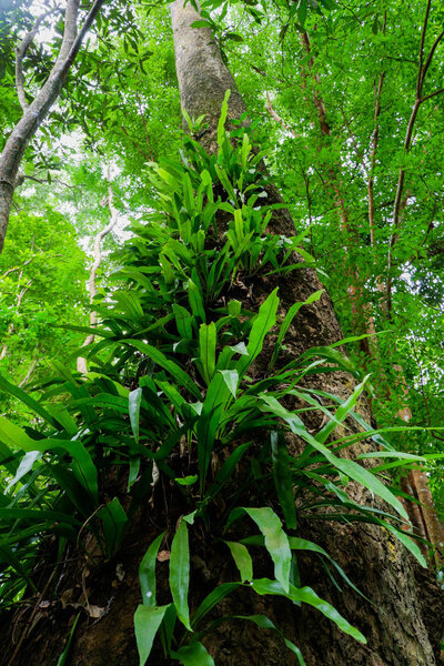 fern on tree in rainforest