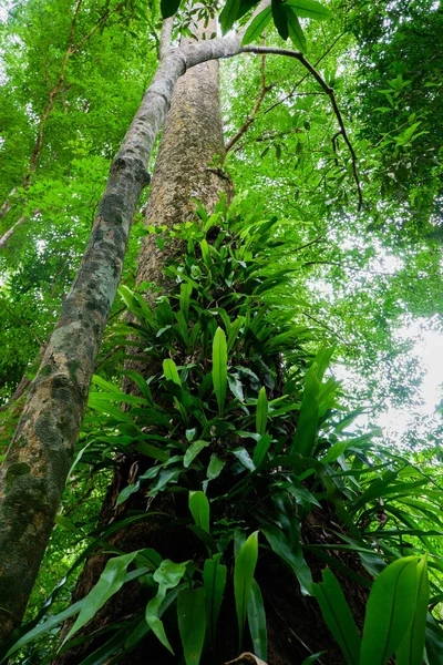 Samambaia Árvore Floresta Tropical — Fotografia de Stock