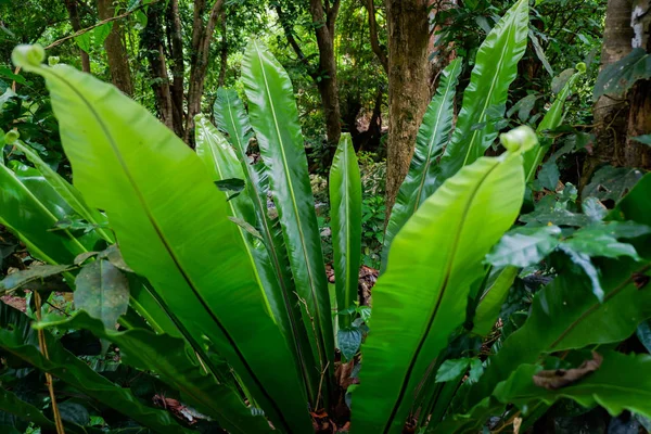 Helecho Nido Aves Selva Tropical —  Fotos de Stock