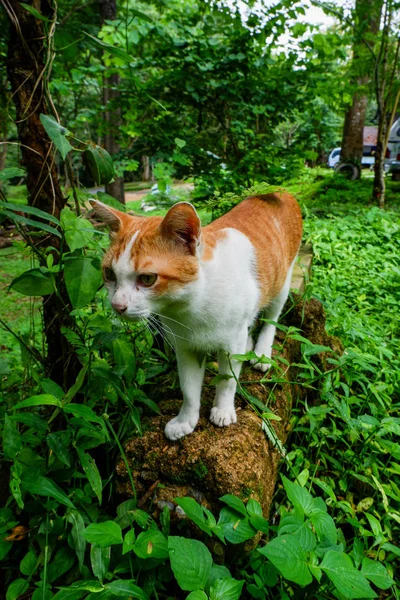 Red Cat Hunting Summer Garden — Stock Photo, Image