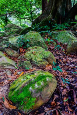 taş ve kaya üzerinde yosun