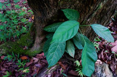 çiğ genç yeşil çimenlerin üzerinde bırakır. Taze yeşil bahar çimen çiy damlaları closeup ile. Yumuşak odak. Doğa Background.Grass bıçaklar çiğ damlaları ile güneşin doğuşunu sabah sis soyut.