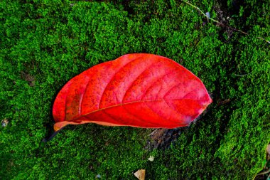 sonbahar yaprak taş ve yosun dokular arasında. Sonbahar sezonu arka plan