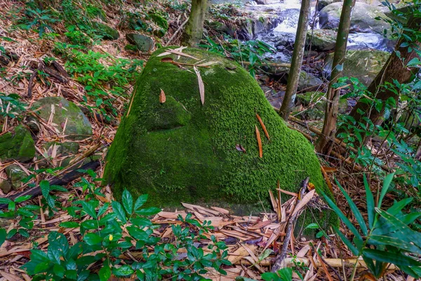 Mousse Sur Roche Dans Forêt — Photo