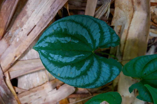 Gocce Rugiada Erba Verde Giovane Erba Fresca Primavera Verde Con — Foto Stock