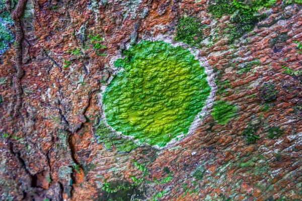Dark Green Moss Light Green Lichen Brown Bark Tree Texture — Stock Photo, Image