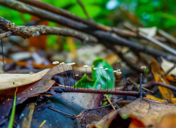 森林里的神奇蘑菇 — 图库照片