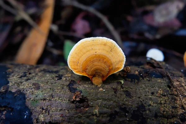 Cogumelo Mágico Floresta — Fotografia de Stock