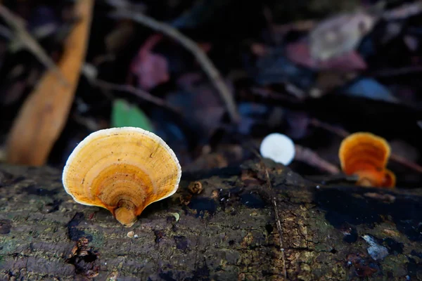 Cogumelo Mágico Floresta — Fotografia de Stock