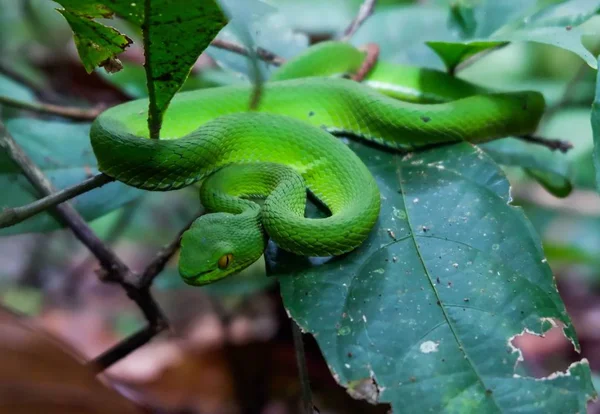 Reen Pit Viper Asiatisk Pit Viper Gömd Bland Bladen — Stockfoto