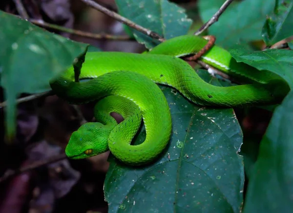 Гремучая Змея Азиатская Гадюка Спрятанная Среди Листьев — стоковое фото