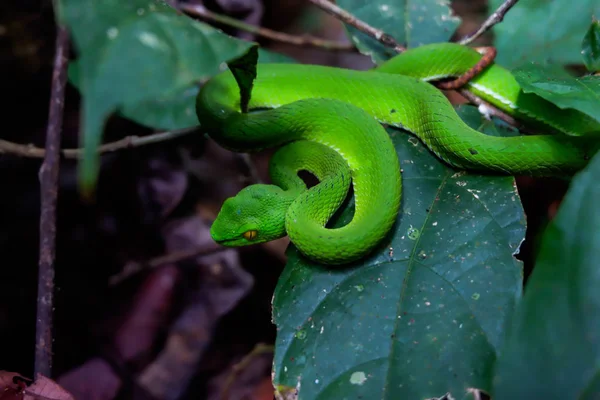 Гремучая Змея Азиатская Гадюка Спрятанная Среди Листьев — стоковое фото