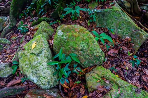 Musgo Sobre Piedra Roca —  Fotos de Stock