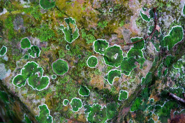 Lichen Moss Rock — Stock Photo, Image