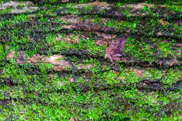 Mousse Sur Écorce — Photo