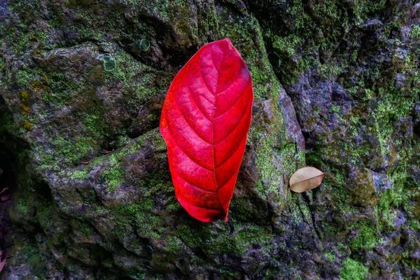 Hoja Otoño Entre Texturas Piedra Musgo Fondo Temporada Otoño — Foto de Stock