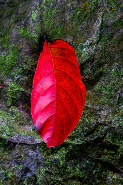 Осенний Лист Среди Камня Мха Текстур Осенний Сезон — стоковое фото