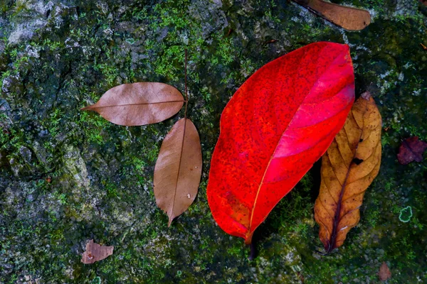 Jesienny Liść Skale Mchem — Zdjęcie stockowe