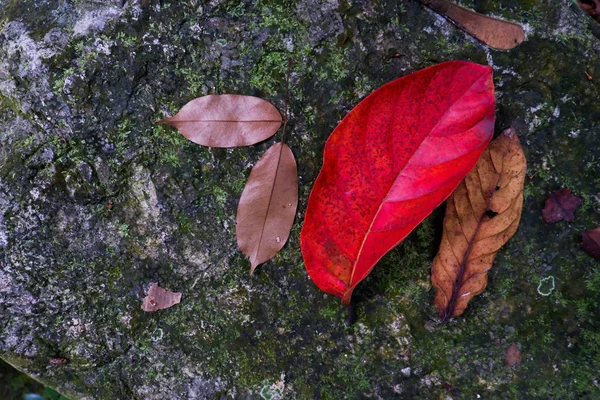 Hoja Otoño Entre Texturas Piedra Musgo Fondo Temporada Otoño — Foto de Stock