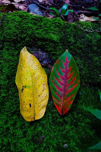 Hoja Otoño Entre Texturas Piedra Musgo Fondo Temporada Otoño — Foto de Stock