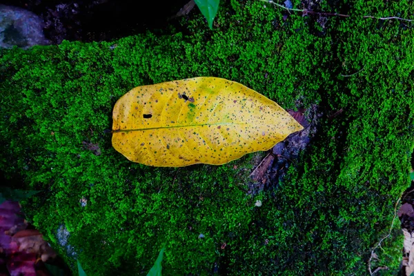 秋天的叶子在石头和青苔之间纹理 秋季季背景 — 图库照片