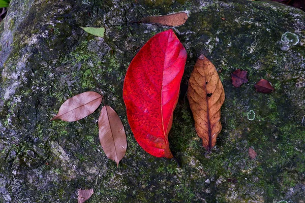Autumn Leaf Stone Moss Textures Fall Season Background — Stock Photo, Image