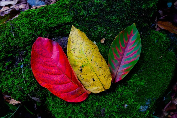 Podzimní Listí Mezi Textury Kamene Mechu Roční Období Podzim — Stock fotografie
