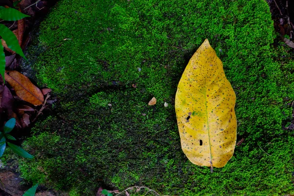 秋天的叶子在石头和青苔之间纹理 秋季季背景 — 图库照片