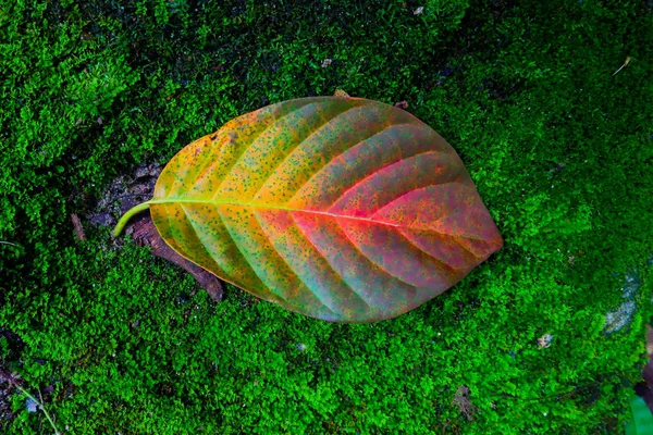 Autumn Leaf Stone Moss Textures Fall Season Background — Stock Photo, Image