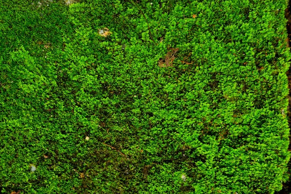 Темно Зеленый Мох Светло Зеленый Лишайник Коричневой Коре Текстуры Дерева — стоковое фото
