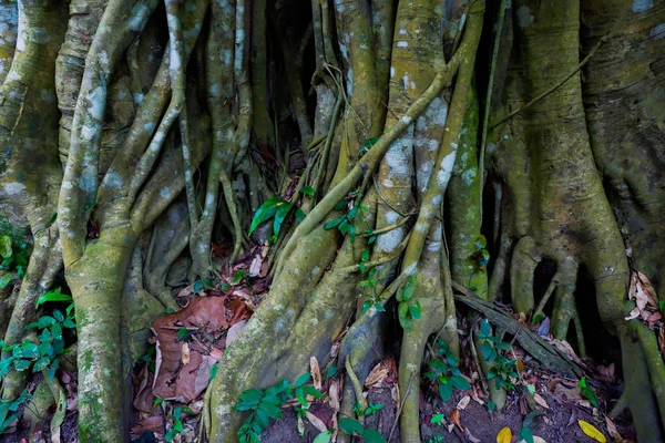 banyan tree, Fig tree in forest