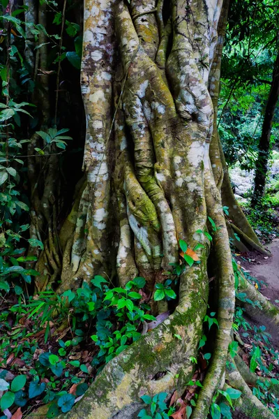 Árbol Banano Higuera Bosque —  Fotos de Stock